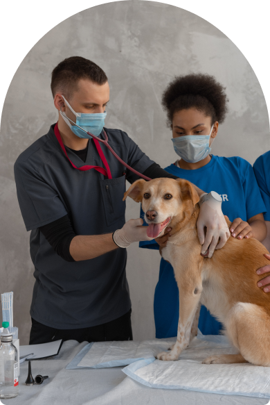 Ветеринарная аптека Vet-Dog для собак и кошек с доставкой по России
