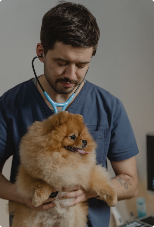 Ветеринарная аптека Vet-Dog для собак и кошек с доставкой по России